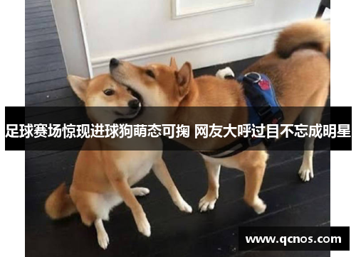 足球赛场惊现进球狗萌态可掬 网友大呼过目不忘成明星
