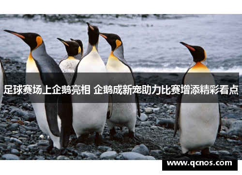 足球赛场上企鹅亮相 企鹅成新宠助力比赛增添精彩看点